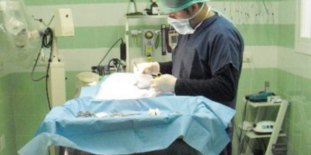 Cirugía Veterinaria en Estepona