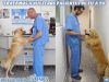 Atención veterinaria para perros, Estepona