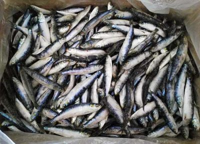 Sardinas