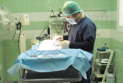 Cirugía Veterinaria en Estepona Veterinarios