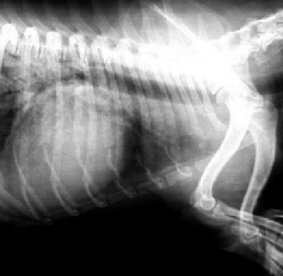 Radiografía digital para animales de compañía Estepona