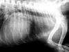 Radiografía digital para animales de compañía Estepona