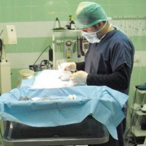 Cirugía Veterinaria en Estepona Veterinarios